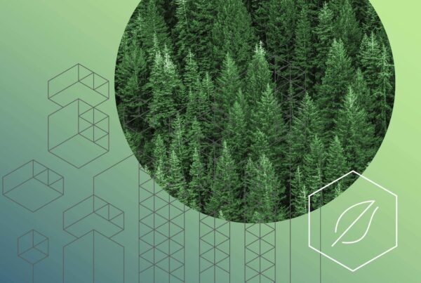 Montage forêt innovation verte